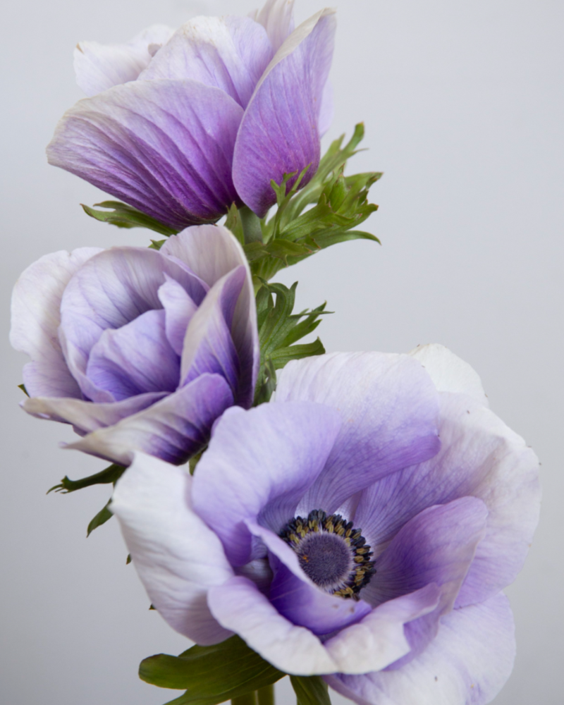 Anemone Azzurro