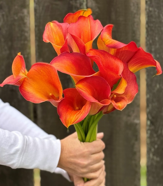 Calla Lily Captain Odeon