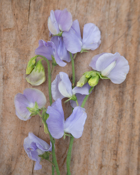 Sweet Pea Solstice Light Blue