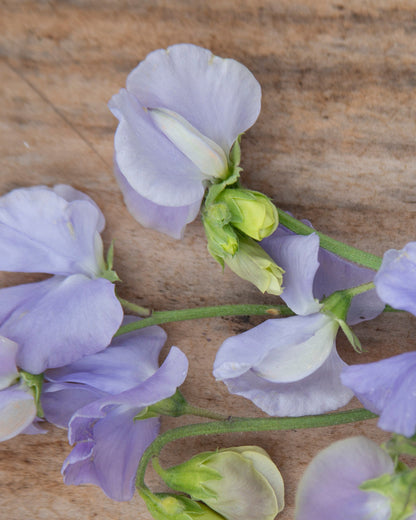 Sweet Pea Solstice Light Blue