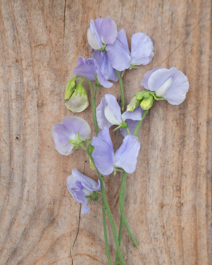 Sweet Pea Solstice Light Blue