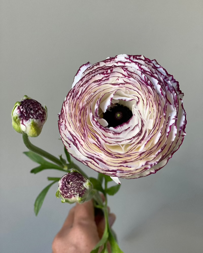 Ranunculus Striato