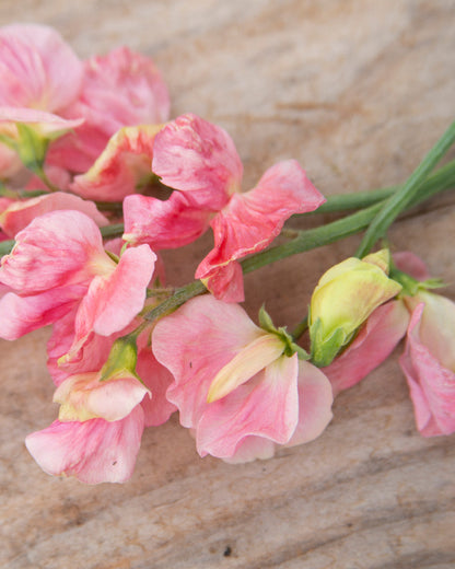 Sweet Pea Susan Burgess