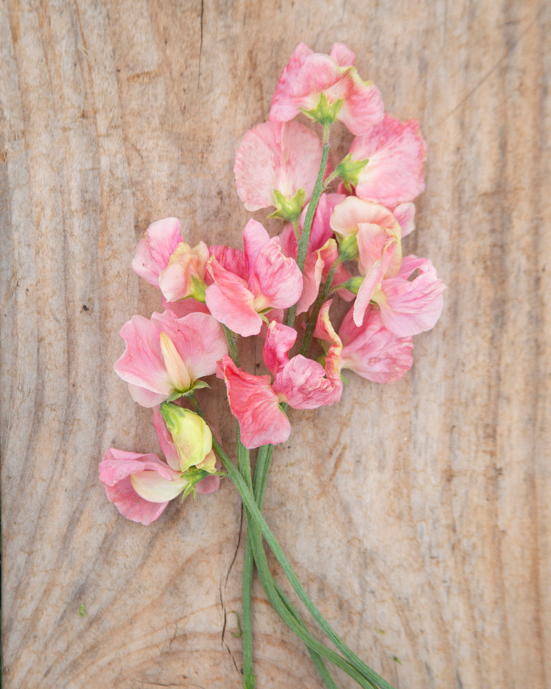 Sweet Pea Susan Burgess