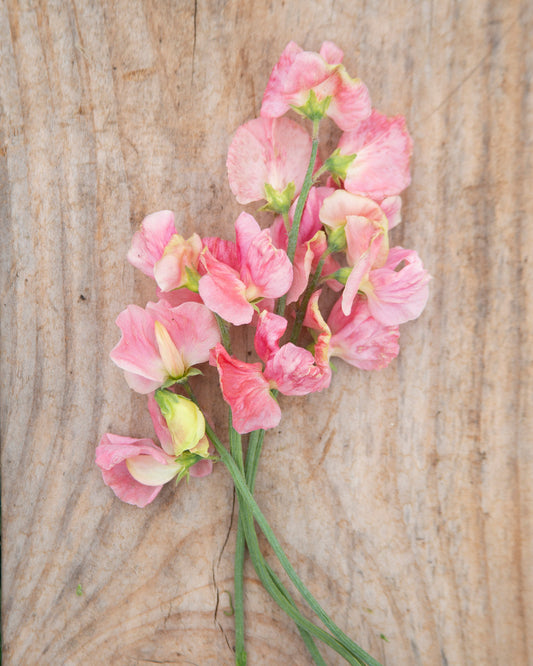 Sweet Pea Susan Burgess