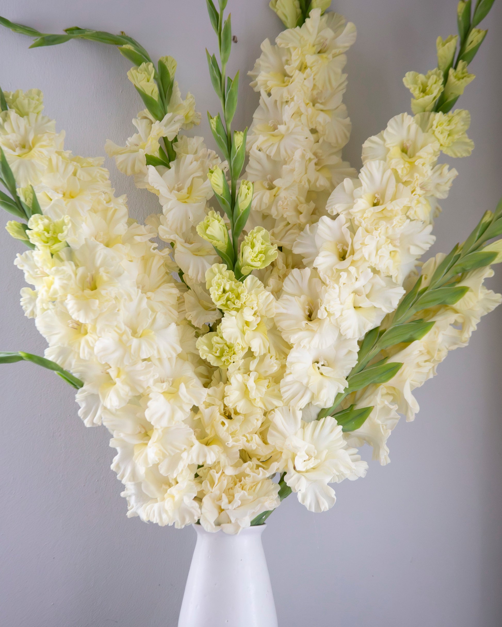 A large floral arrangement of pale cream gladiolus stems in a white pedestal vase, set against a plain light gray wall with a dark tabletop visible at the bottom.