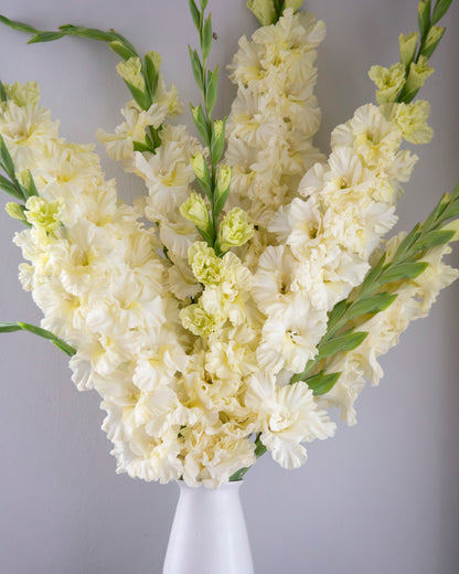 A large floral arrangement of pale cream gladiolus stems in a white pedestal vase, set against a plain light gray wall with a dark tabletop visible at the bottom.