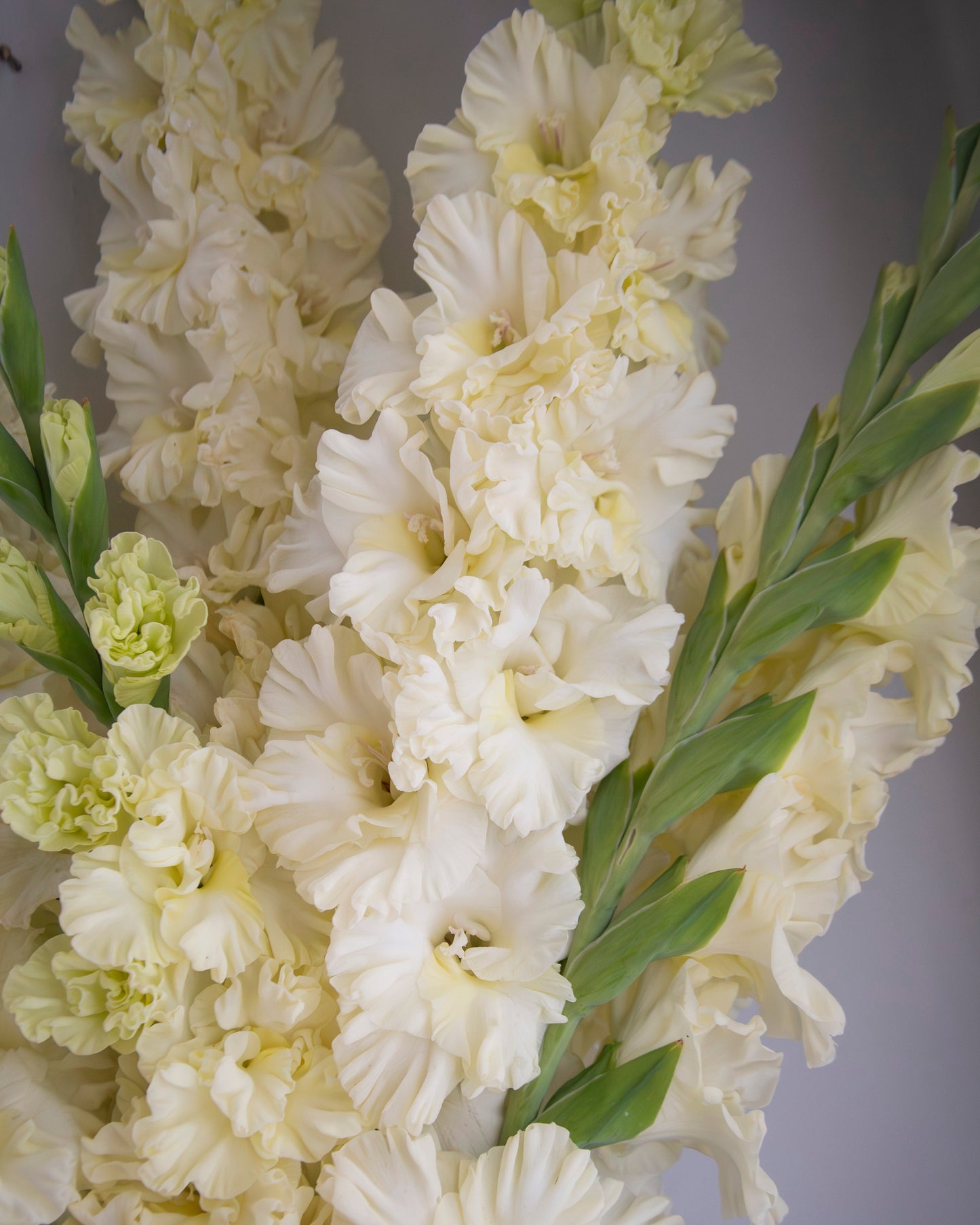 A close-up of a bouquet of white gladiolus flowers with green stems and leaves against a soft gray background.