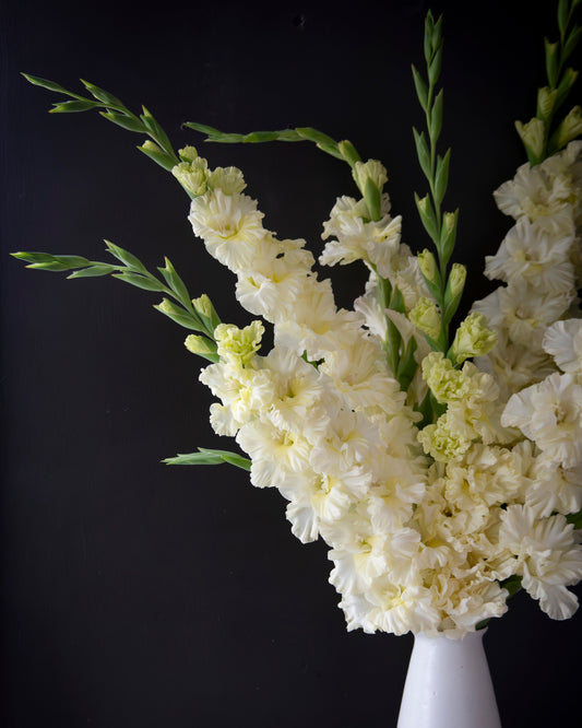 A bouquet of white gladiolus flowers arranged in a white pedestal vase, set against a dark black background on a light marble surface.