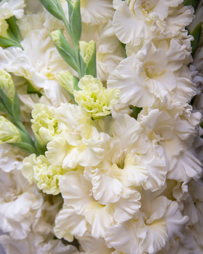 A close-up of white gladiolus flowers with soft ruffled petals and pale yellow-green buds, filling the frame.
