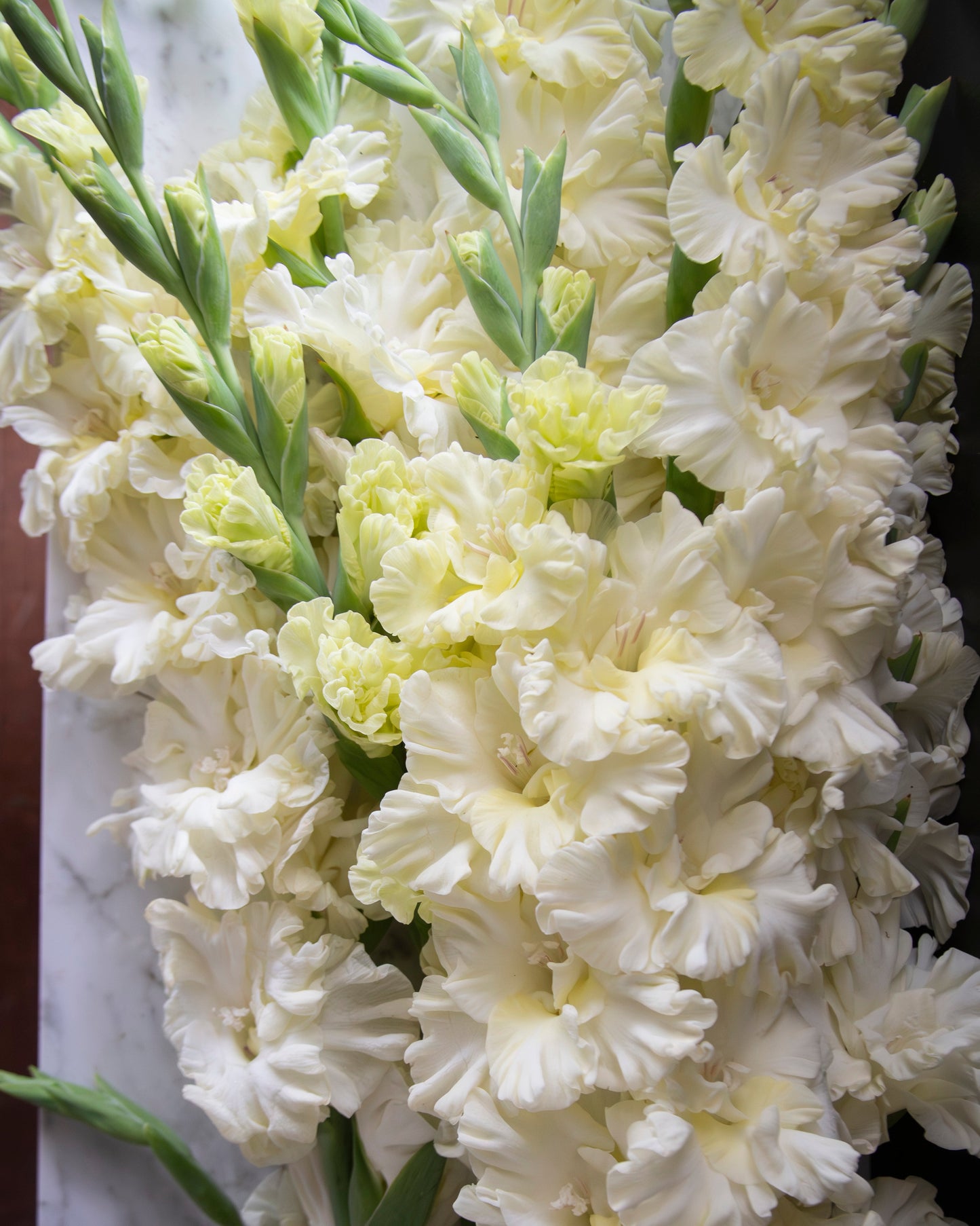 Gladiolus Sweet Crystal