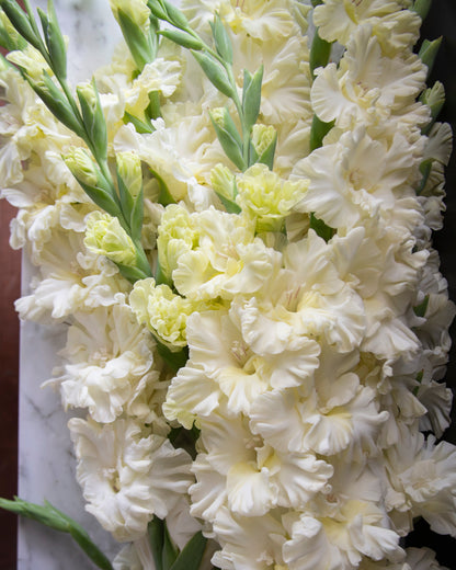 Gladiolus Sweet Crystal