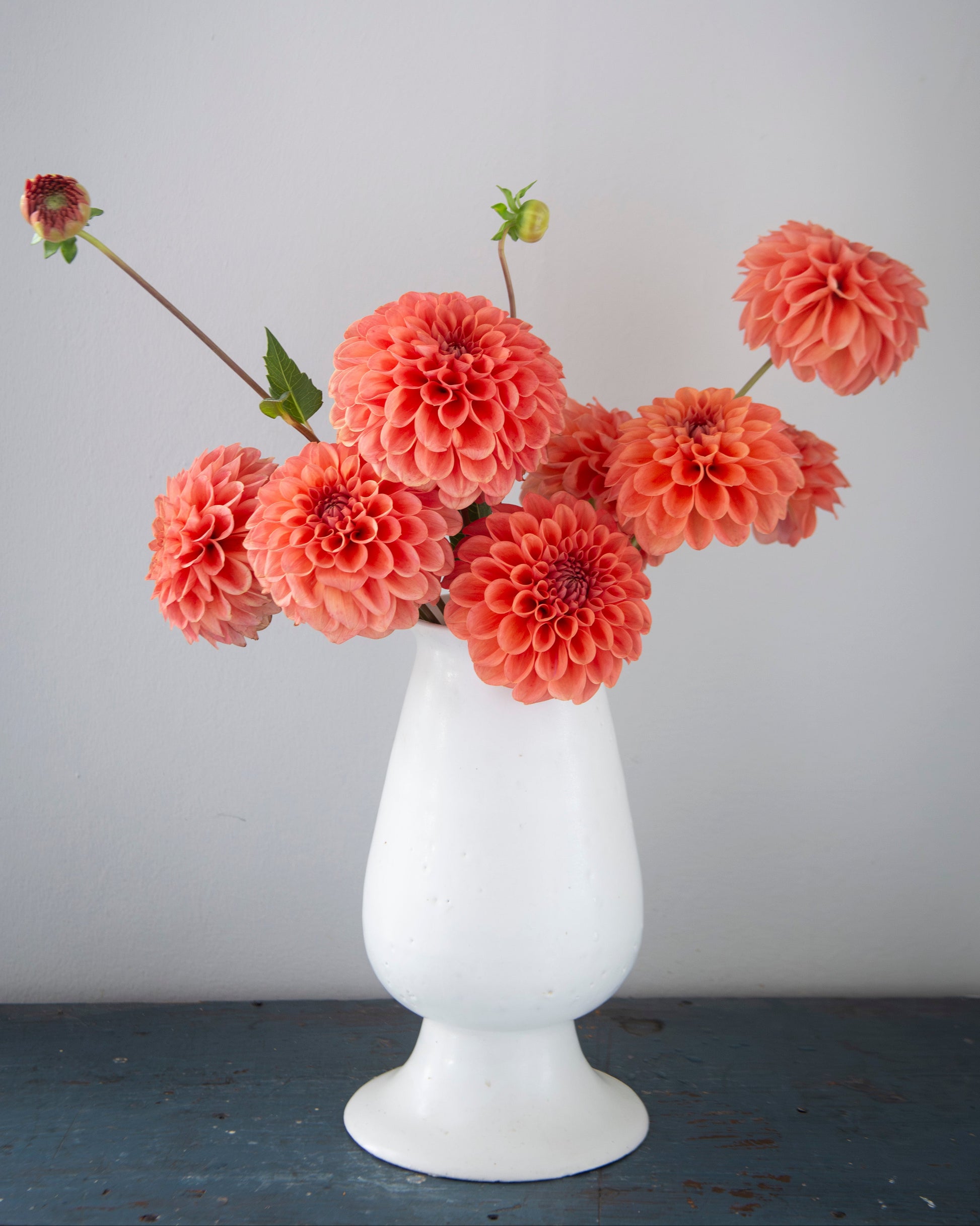 White vase with coral pink dahlias against a plain background