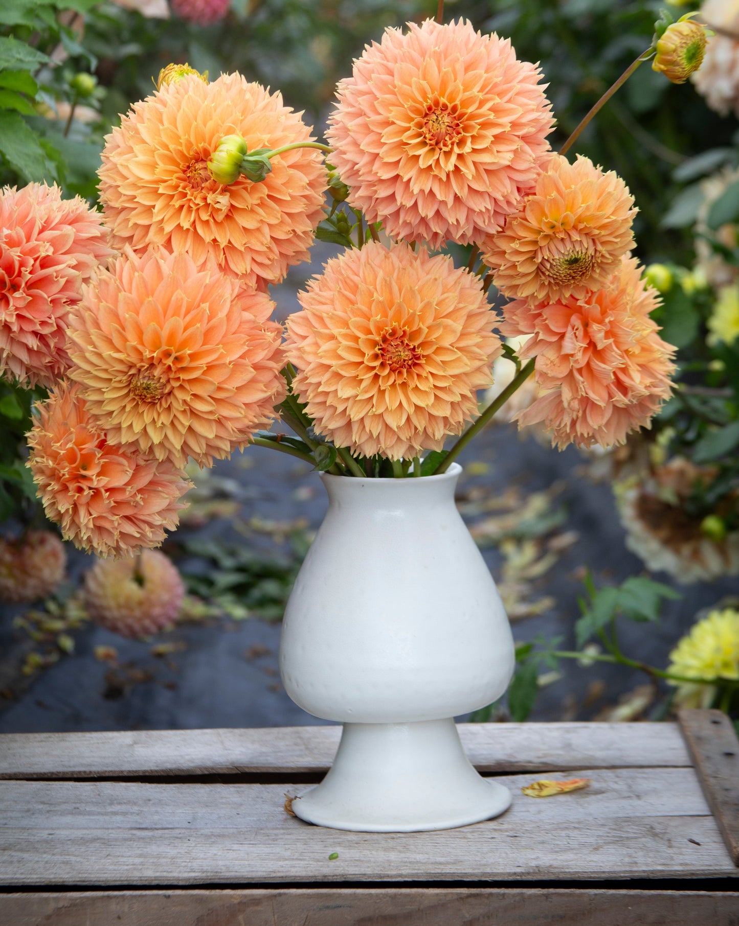 White vase with peach-colored dahlias on a wooden surface with blurred garden background