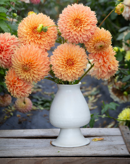 White vase with peach-colored dahlias on a wooden surface with blurred garden background