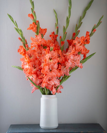 A vibrant bouquet of orange gladiolus flowers with green stems arranged in a simple white ceramic vase, resting on a dark blue wooden surface against a plain light gray wall.