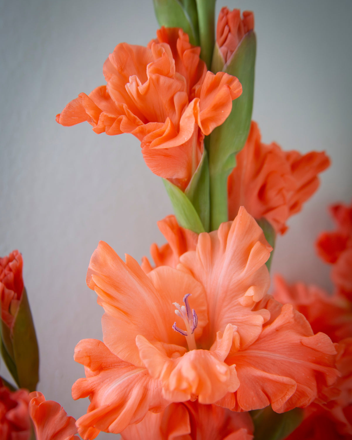 Close-up of orange gladiolus flowers with green stems against a soft light gray background.