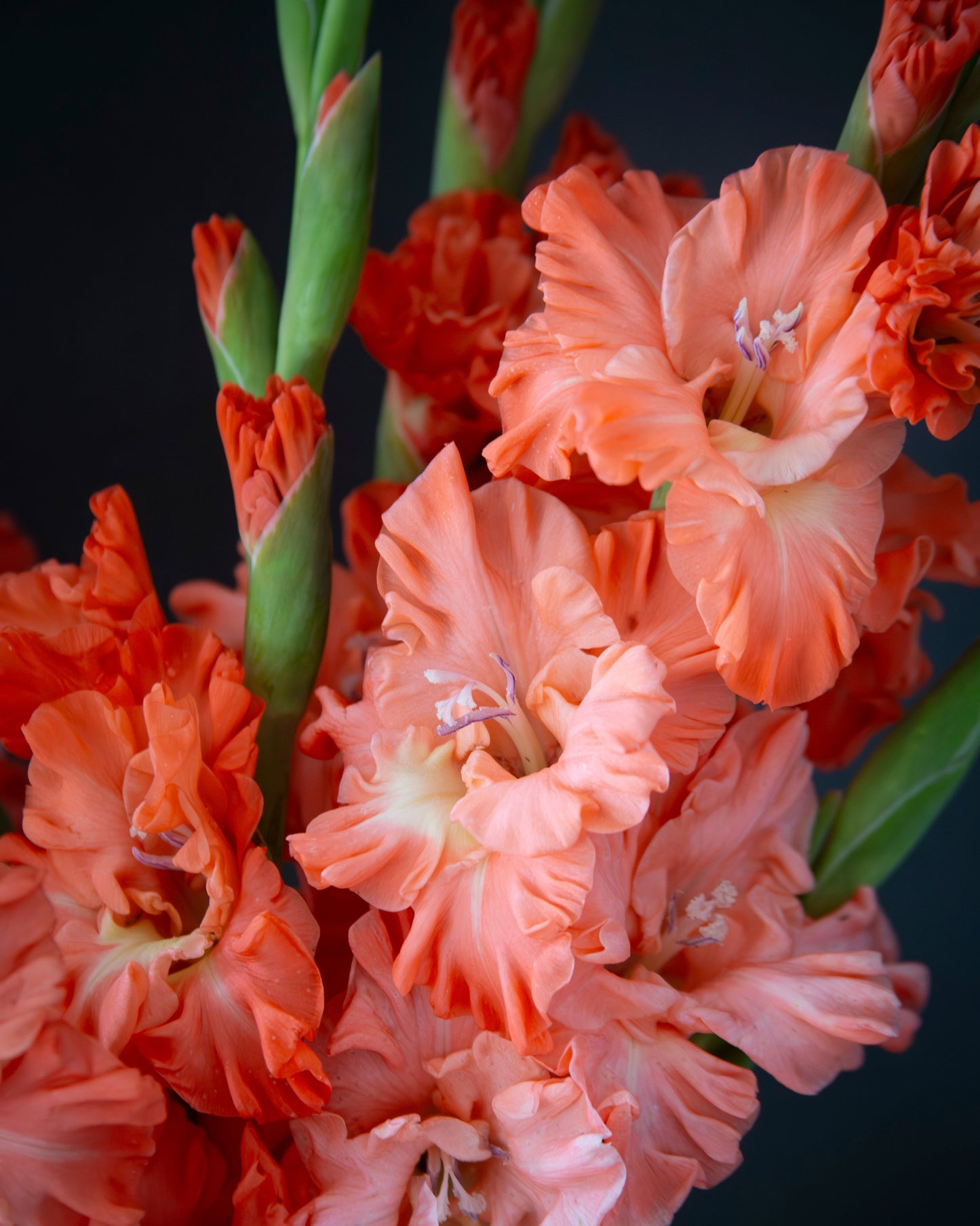 Close-up of coral-orange gladiolus flowers with green stems against a dark background.