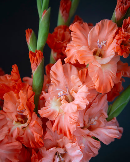 Close-up of coral-orange gladiolus flowers with green stems against a dark background.