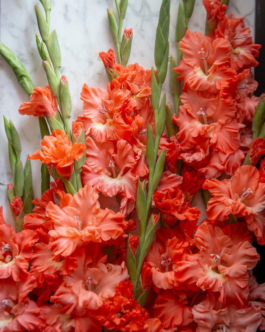 A close-up of vibrant orange and coral gladiolus flowers with green stems against a light marble background.