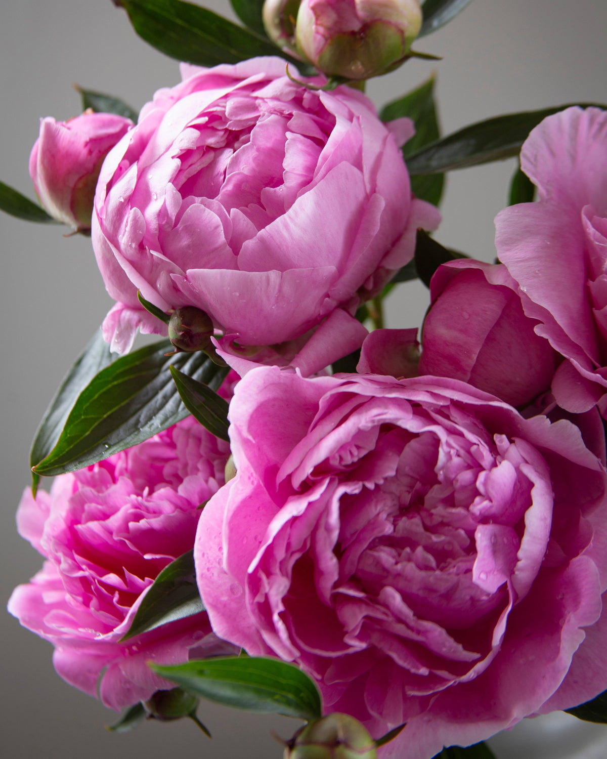 A close-up of vibrant pink The Dawn peony flowers with dark green leaves and buds, set against a soft, neutral gray background.