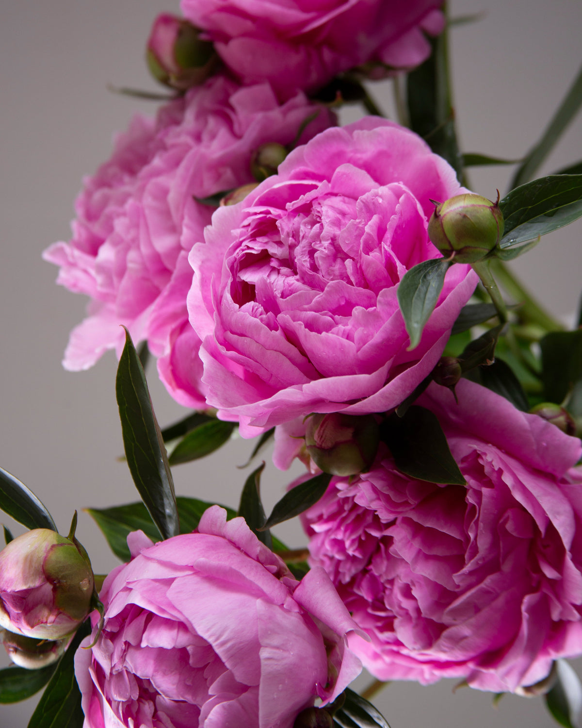 Close-up of vibrant pink The Dawn peony flowers with green leaves and buds against a soft neutral gray background.