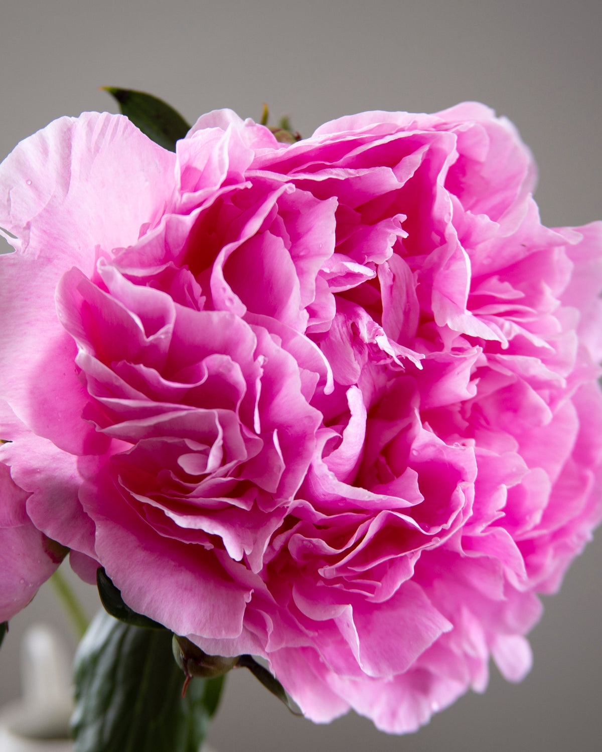 A close-up of a vibrant pink The Dawn peony flower with layered ruffled petals and a matching bud, accented by green leaves, set against a solid neutral gray background.