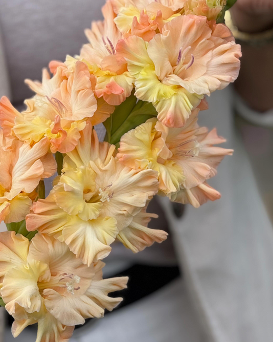 Gladiolus The Great Queen Elizabeth