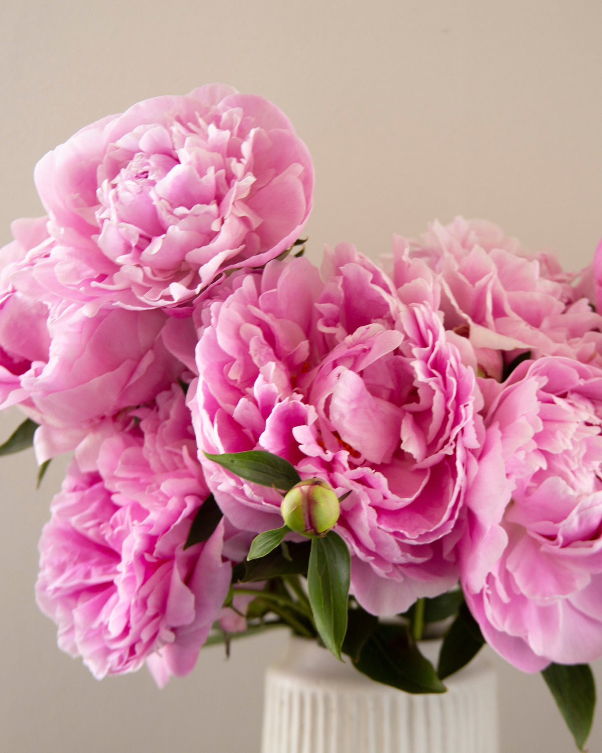A bouquet of vibrant pink The Dawn peonies with green leaves and buds, arranged in a white ribbed vase against a neutral beige background.