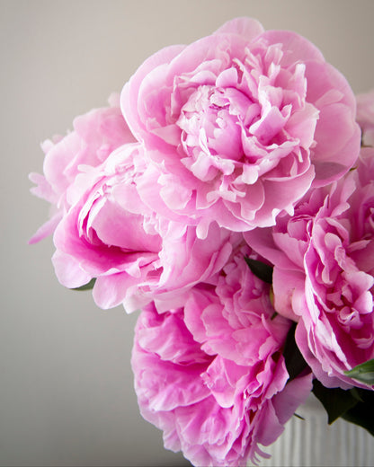 A close-up of a bouquet of blooming pink The Dawn peonies with layered ruffled petals, set against a soft neutral gray background.