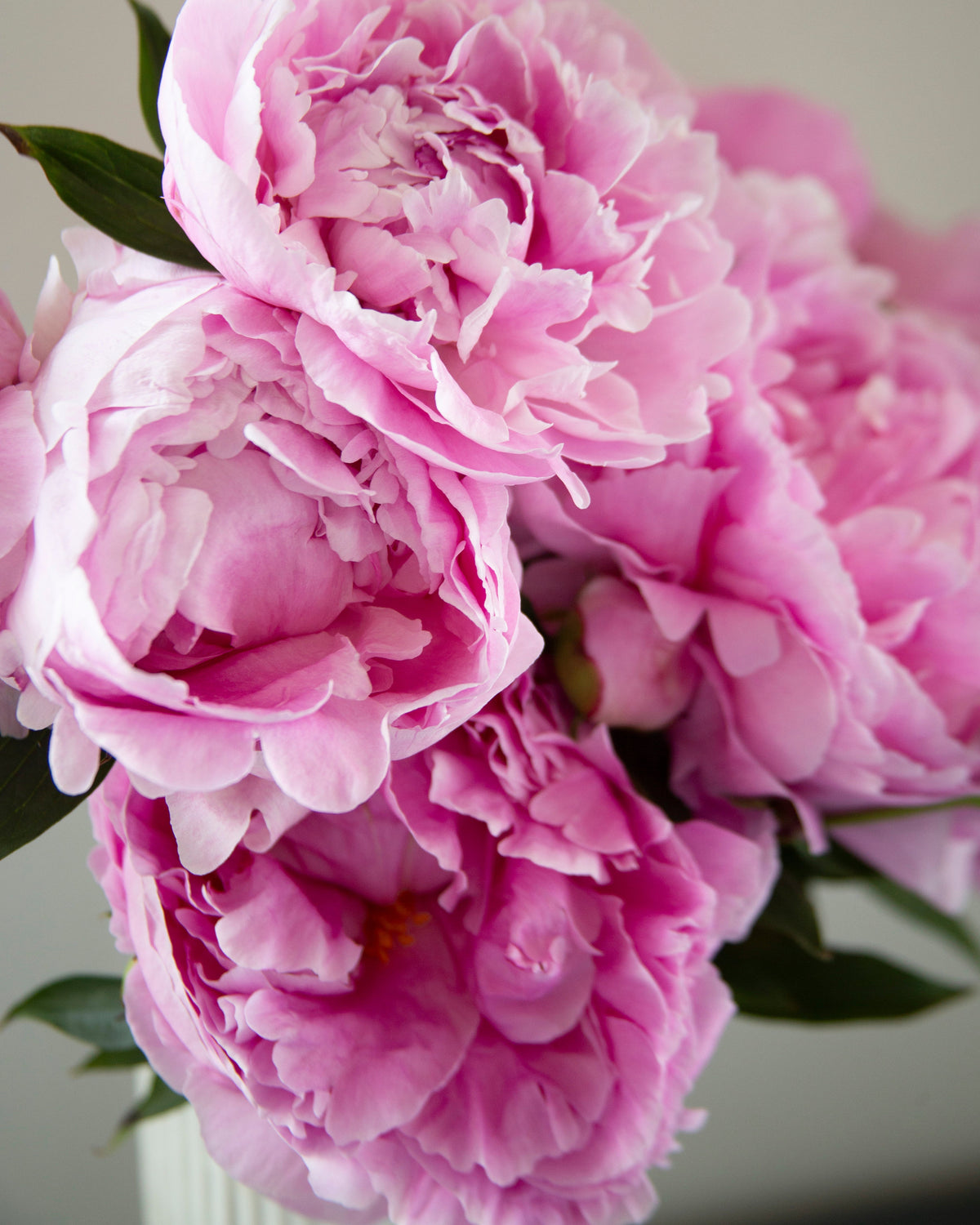A close-up of a bouquet of blooming pink The Dawn peonies with green leaves, photographed against a soft neutral background.
