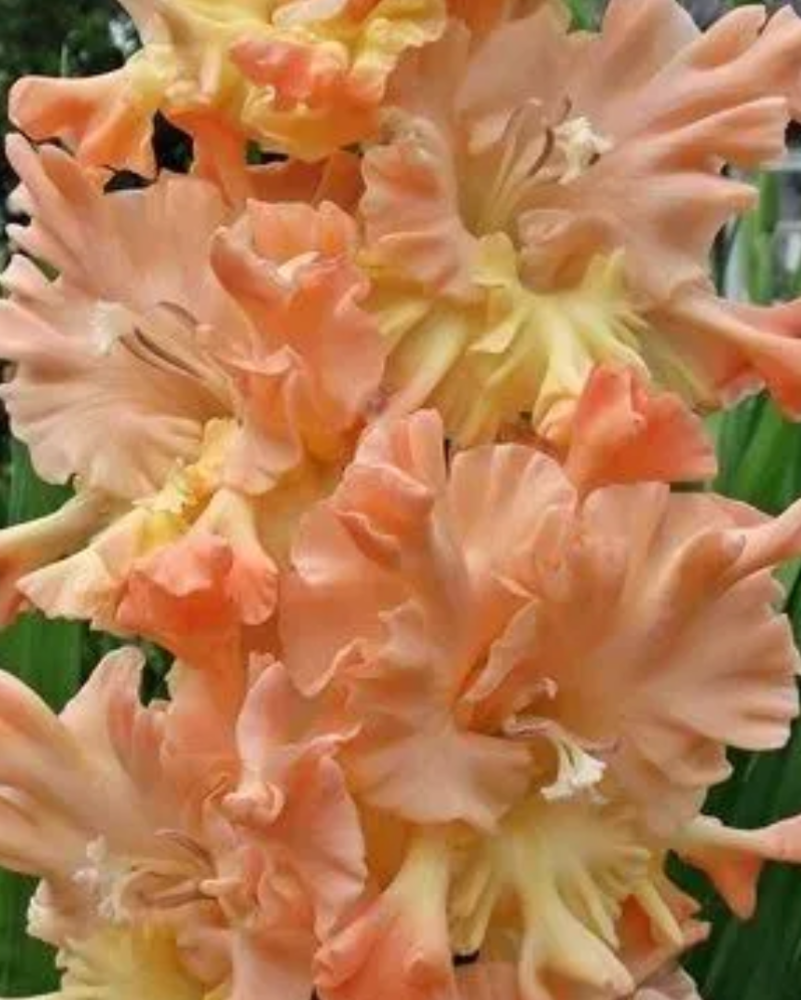 Gladiolus The Great Queen Elizabeth