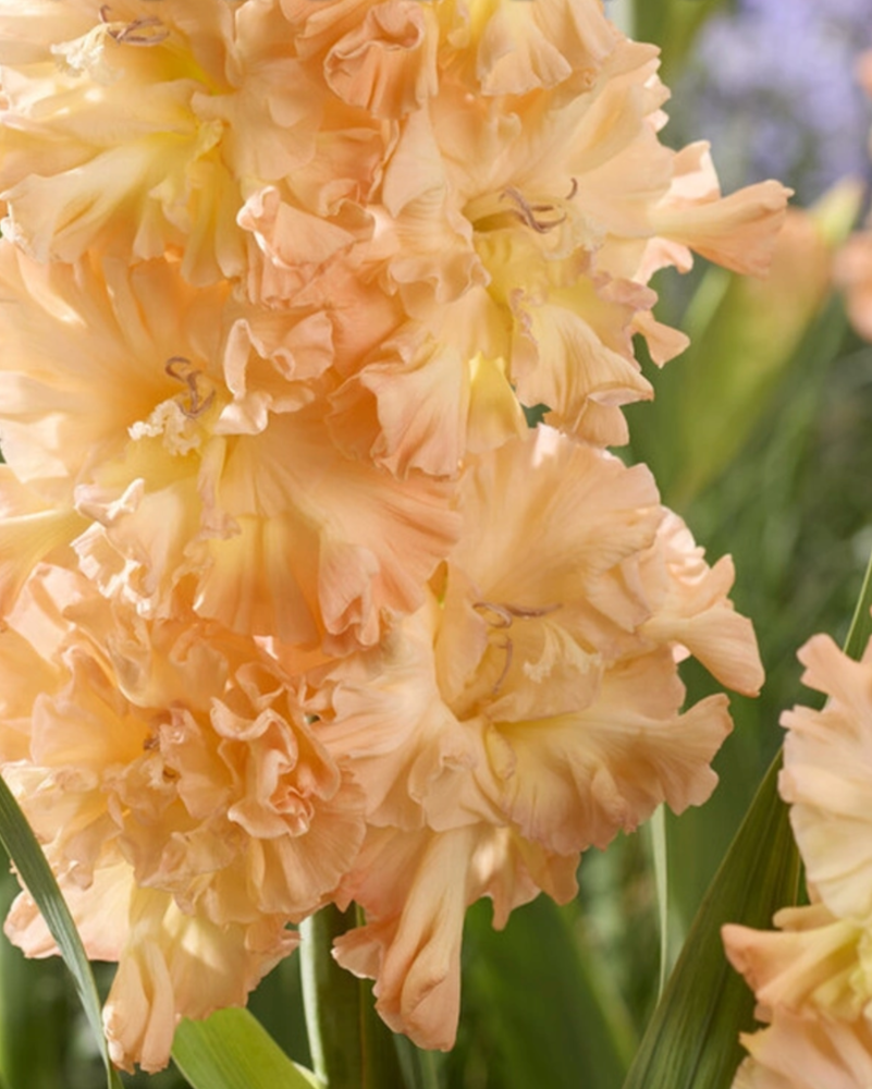 Gladiolus The Great Queen Elizabeth