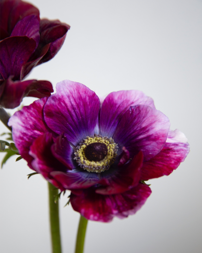 Anemone Tigre Vinato