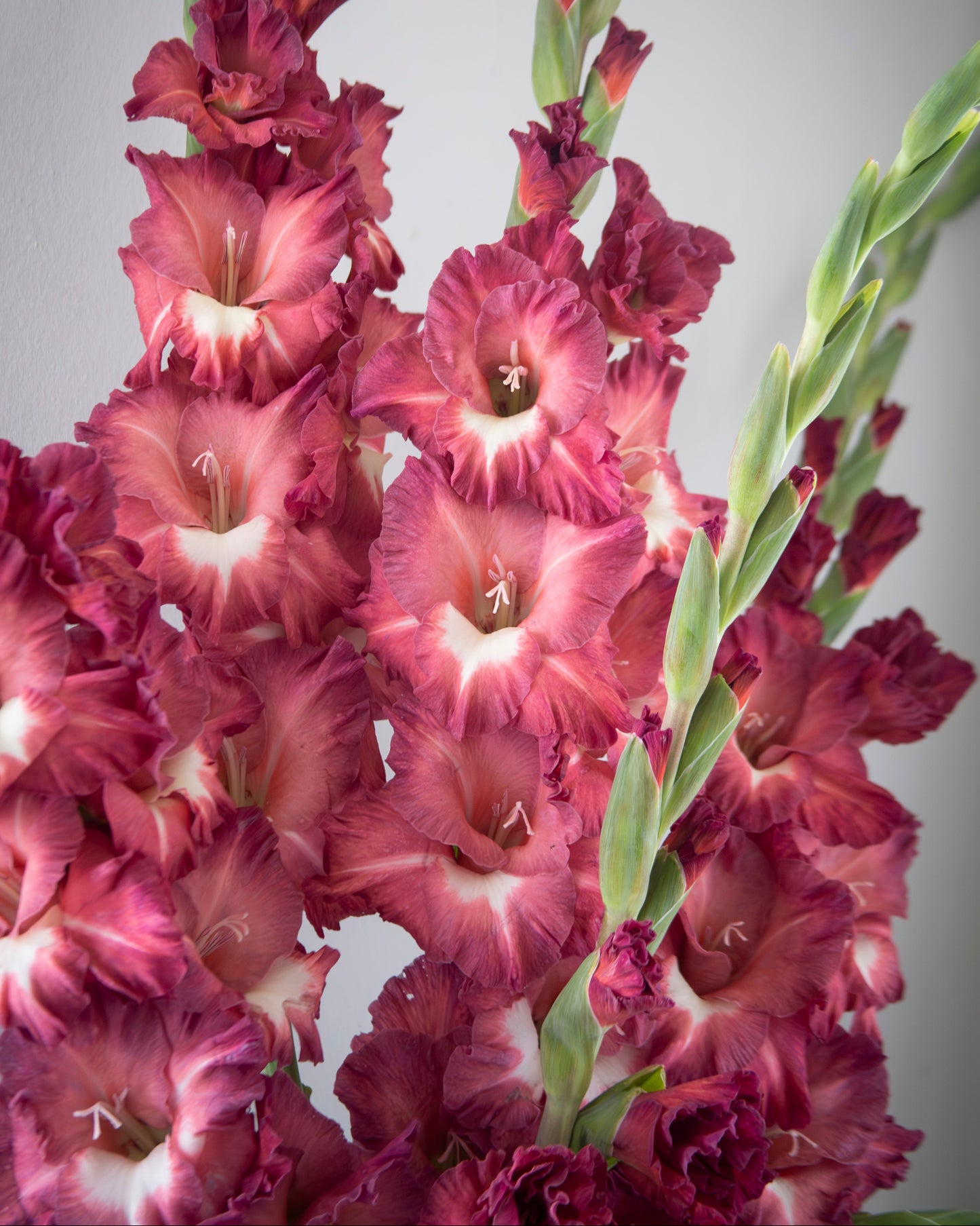 A close-up of gladiolus flowers in deep burgundy with pale pink to white centers and green stems, set against a soft light gray background.