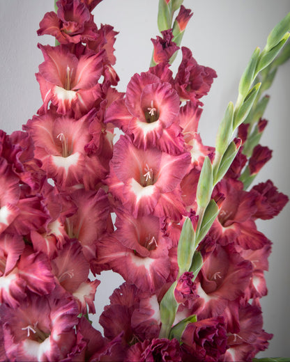 A close-up of gladiolus flowers in deep burgundy with pale pink to white centers and green stems, set against a soft light gray background.