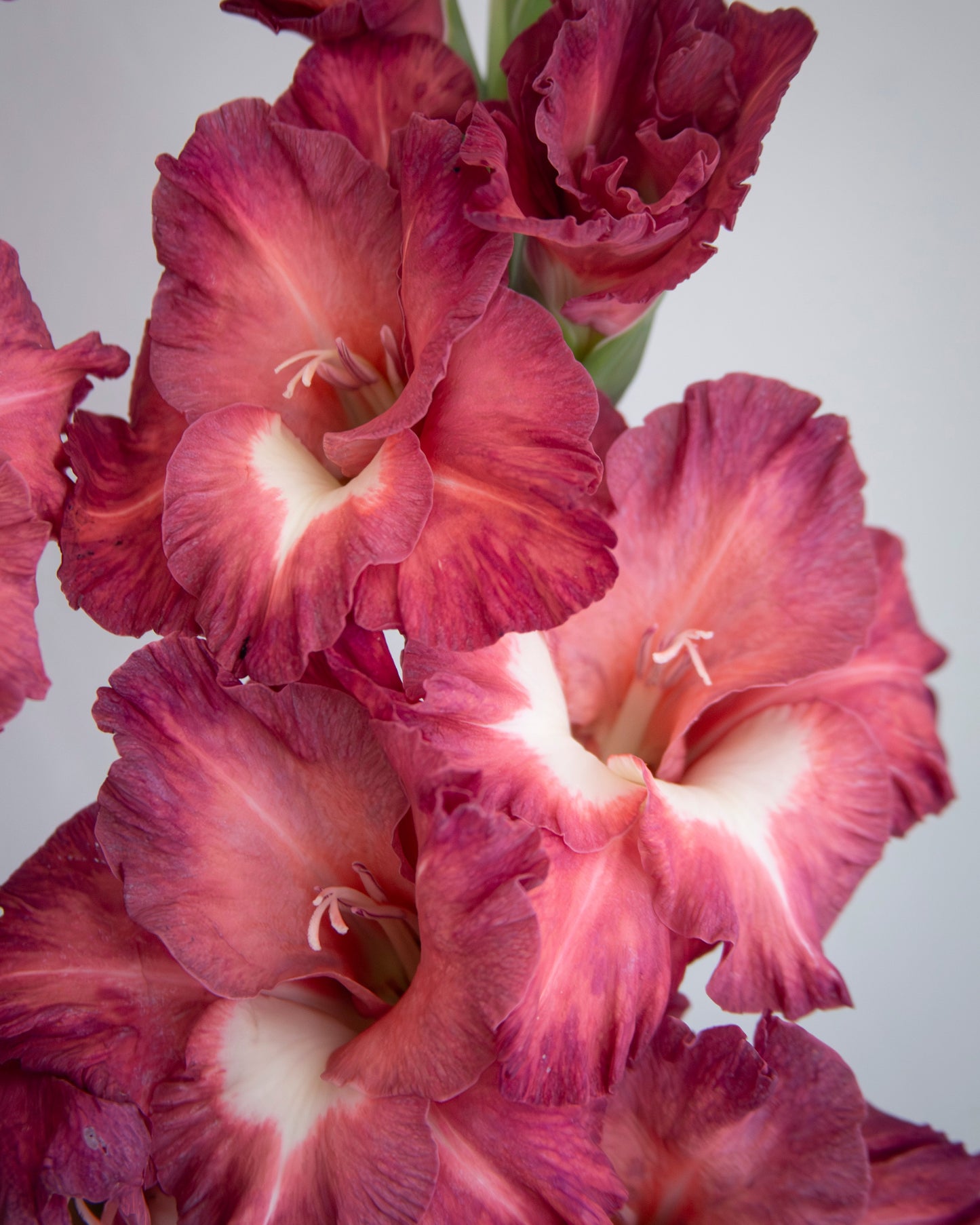 Close-up of gladiolus flowers in a deep burgundy pink color with white centers, set against a neutral light gray background.