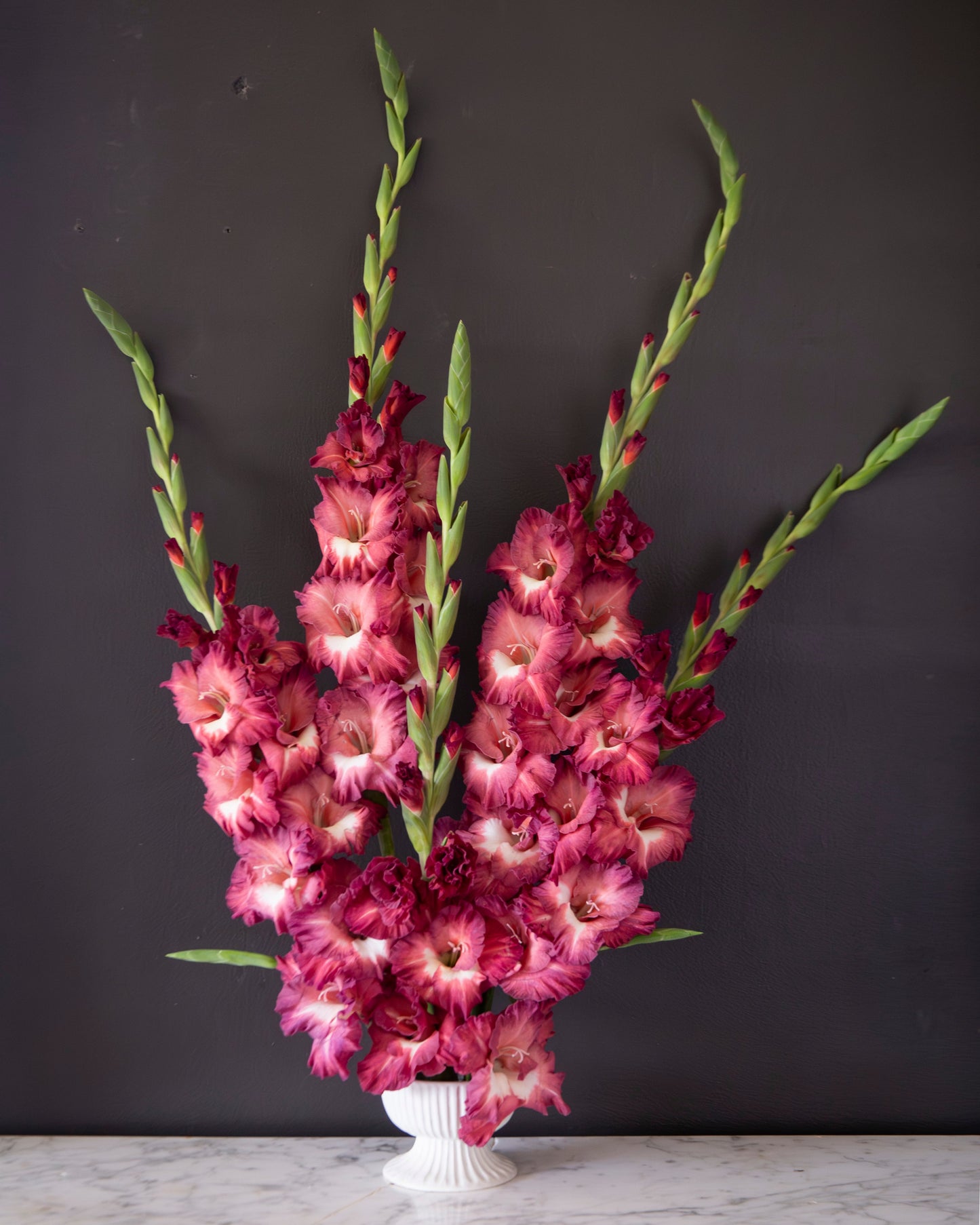 A vibrant floral arrangement of tall gladiolus stems in shades of pink, magenta, and deep red, presented in a white ceramic pedestal vase on a light marble surface against a dark charcoal wall.