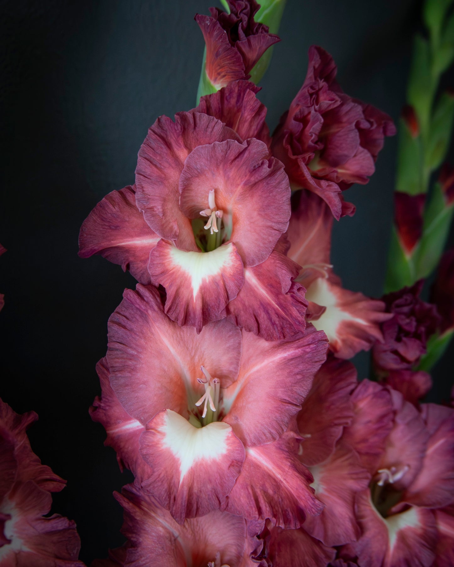 Close-up of gladiolus flowers in a deep burgundy and pink color with white centers, set against a dark background.