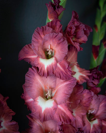 Close-up of gladiolus flowers in a deep burgundy and pink color with white centers, set against a dark background.
