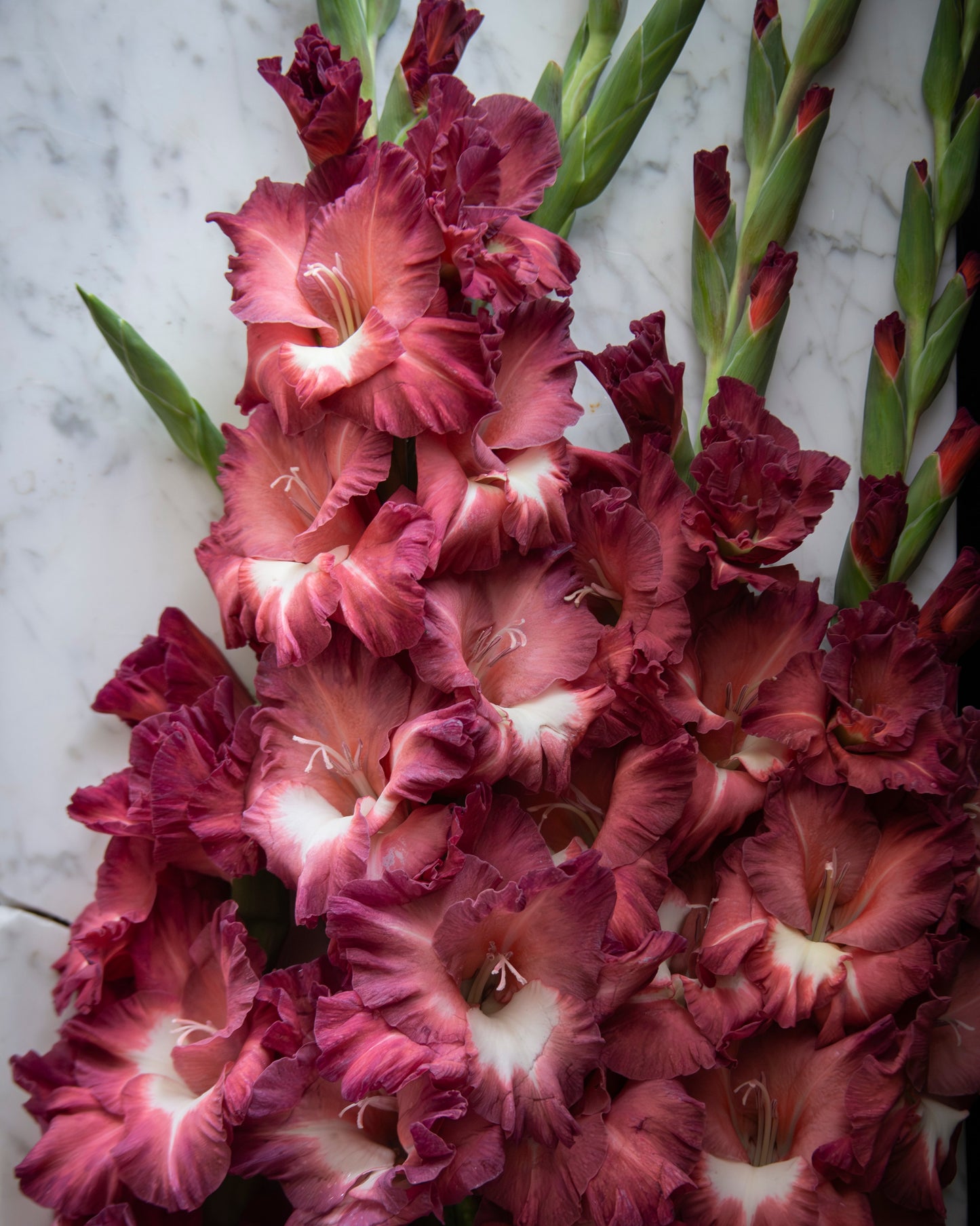 A close-up of a gladiolus flower cluster with ruffled petals in deep burgundy and pink tones, fading to white at the centers, set against a light marble background.