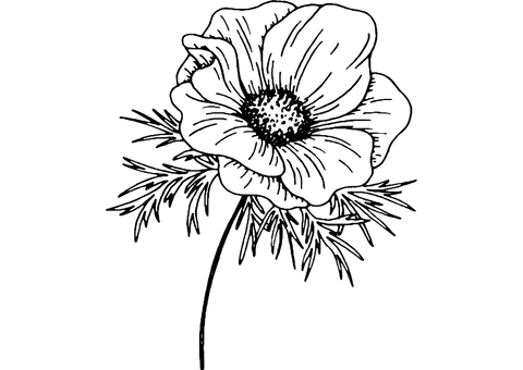 Anemones icon