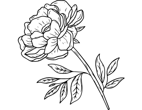 Peonies icon