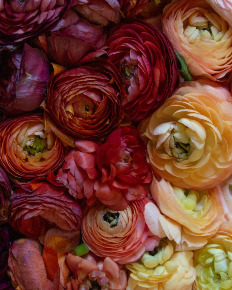 Ranunculus Bella Notte Mix