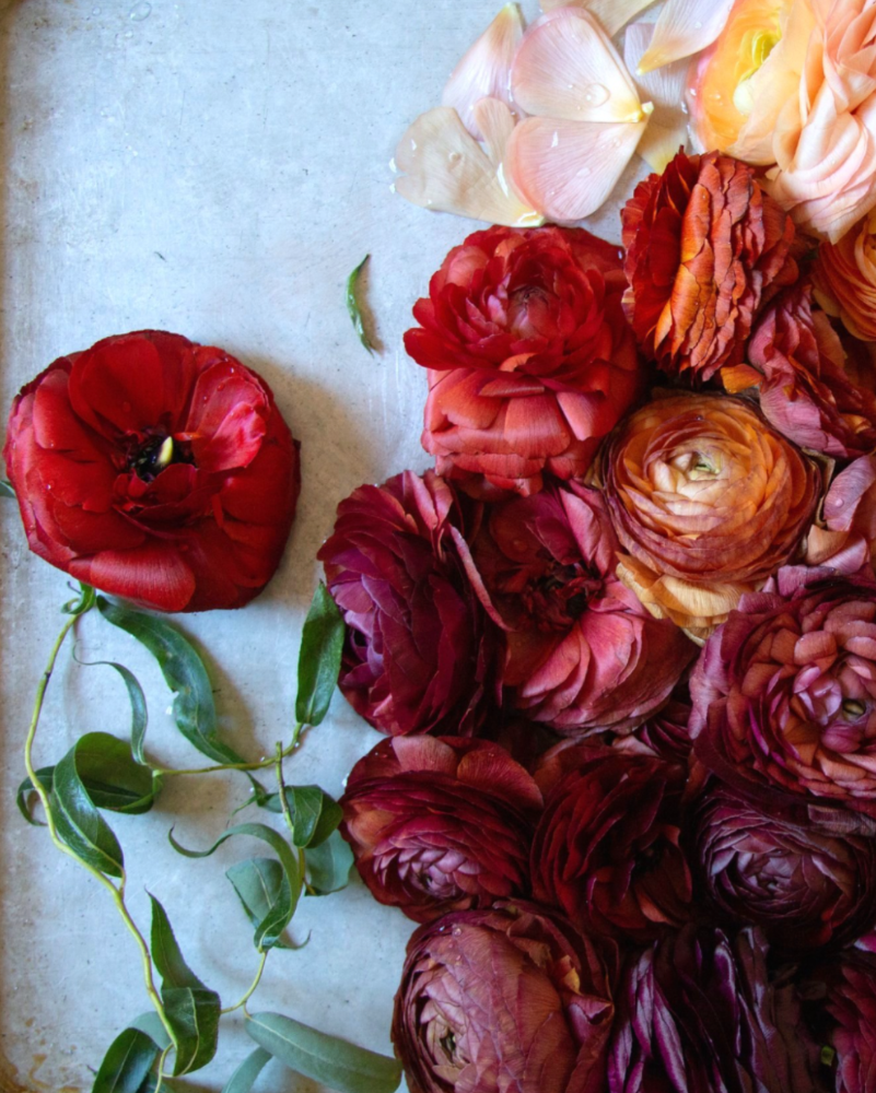 Ranunculus Bella Notte Mix