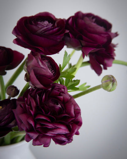 Close-up of dark purple flowers with green stems on a light gray background