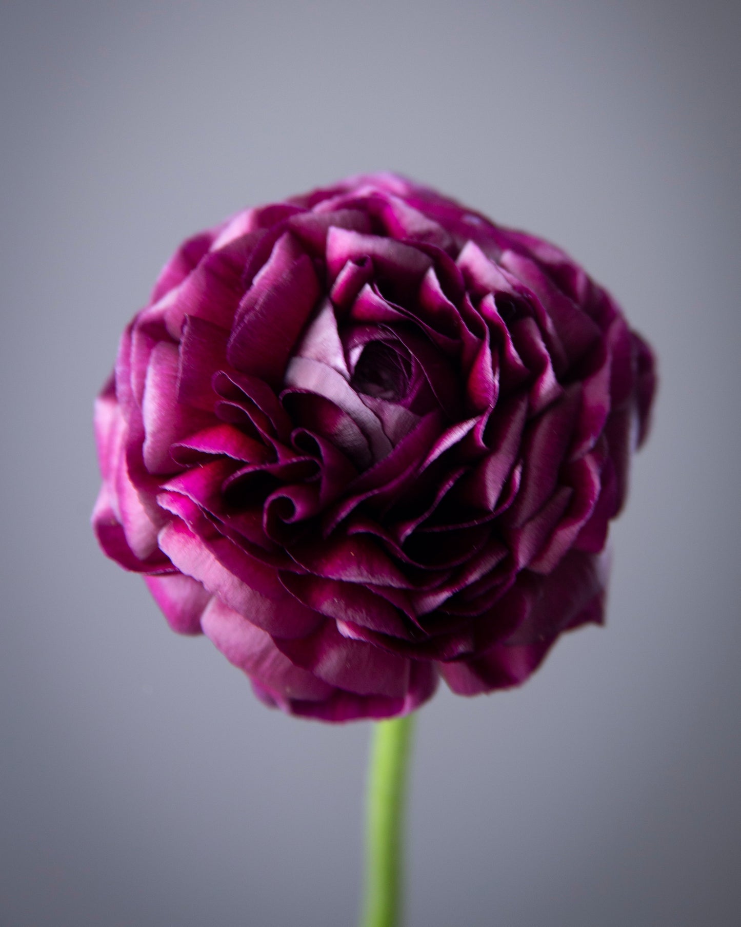 Ranunculus Viola