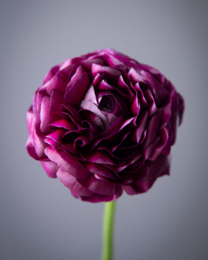 Ranunculus Viola