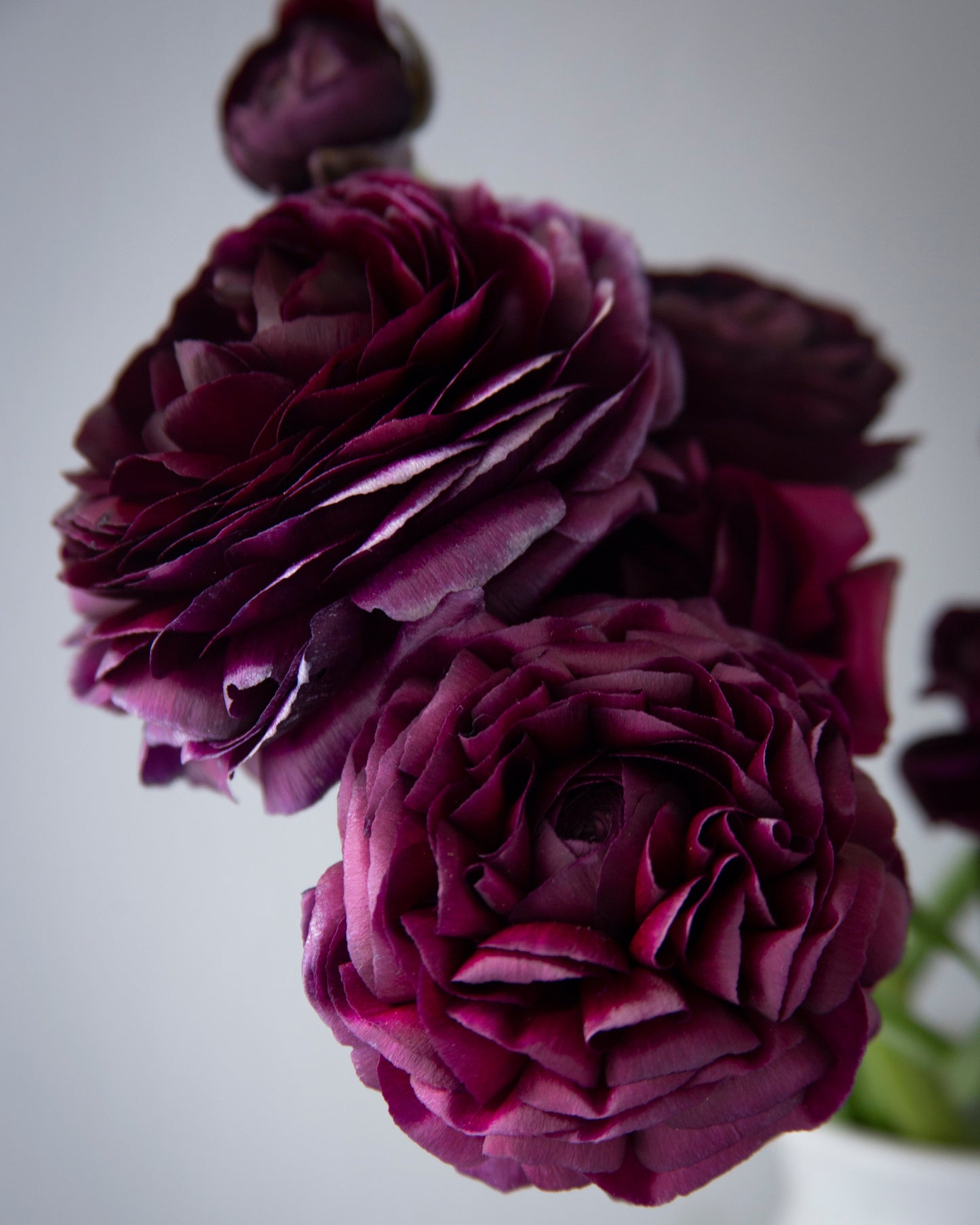 Close-up of dark purple flowers against a light background