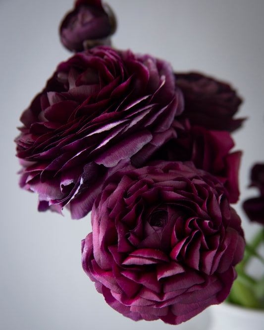 Close-up of dark purple flowers against a light background